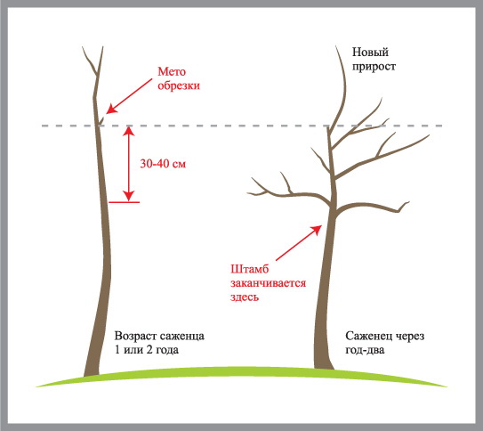 Обрезка туи весной схема